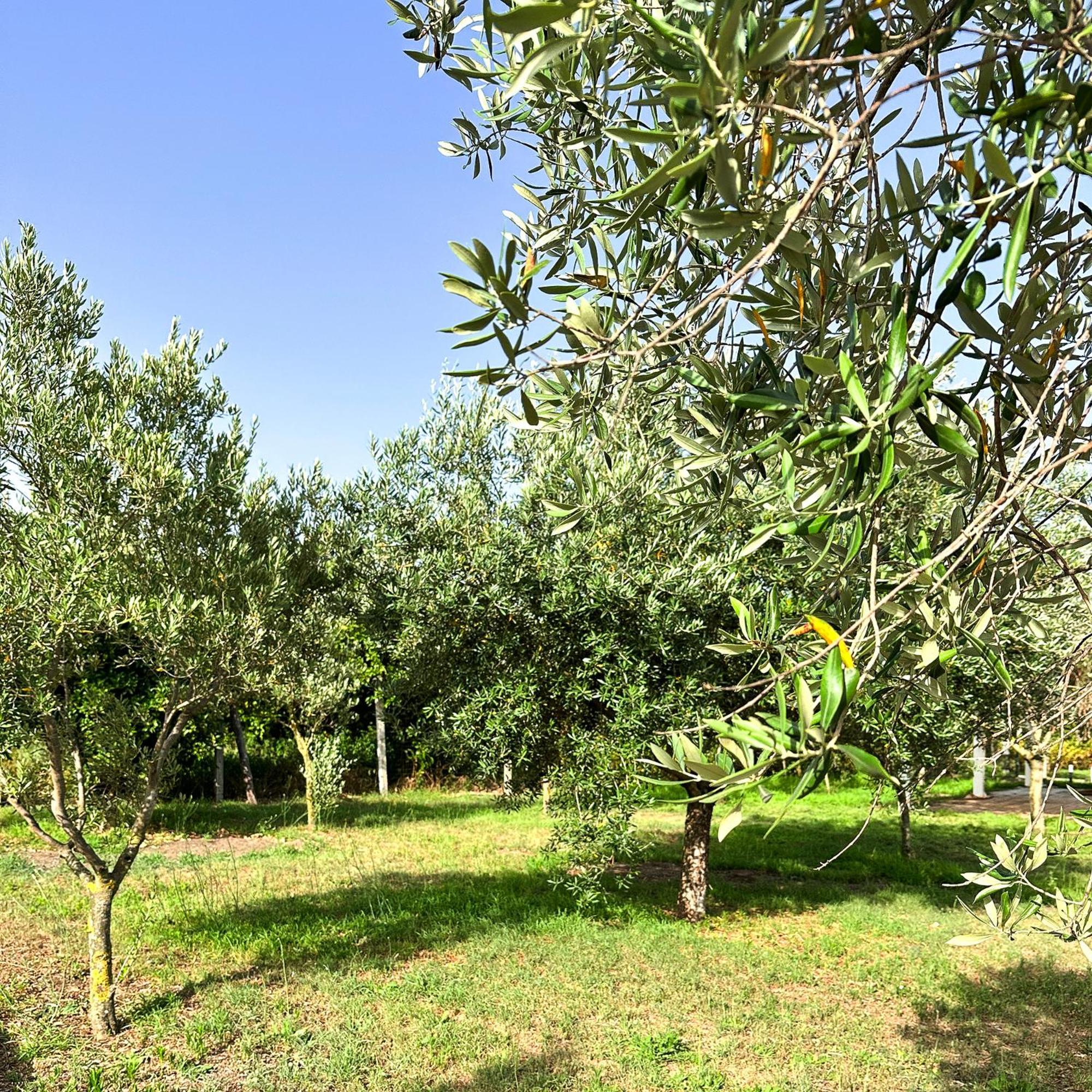 Tenuta Nunziata - Food, Event, Biofarm توري أنونزياتا المظهر الخارجي الصورة